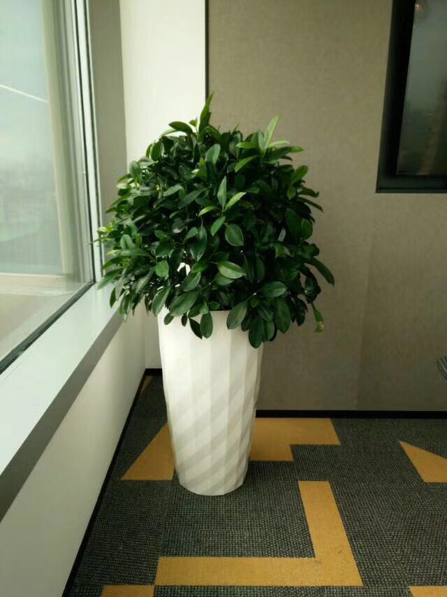 植物租赁-植物租摆-绿植租赁-绿植租摆-上海雅腾绿化有限公司