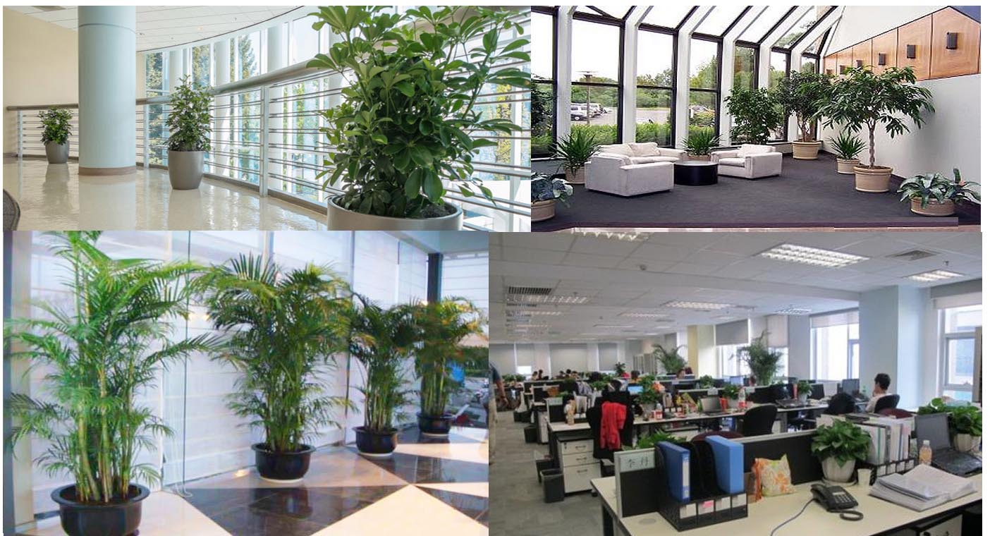 万达广场室内绿化打包项目-上海雅腾绿化有限公司