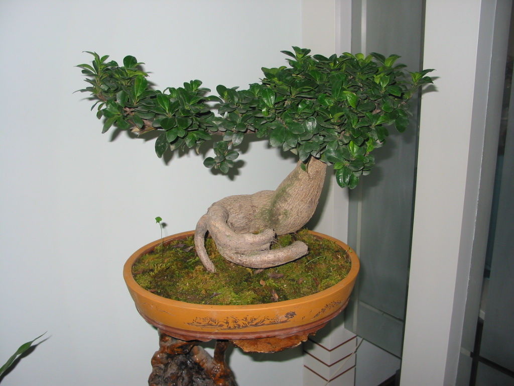 花卉租赁,空气净化器租赁,花卉租摆,植物租赁,酒店租花,办公室绿化